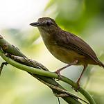 Колючая дроздовка / Turdoides nipalensis