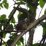 Sooty-capped Puffbird / Bucco noanamae
