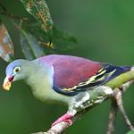Thick-billed Green Pigeon / Treron curvirostra