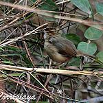 Певчая цистикола / Cisticola cantans