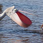 Австралийский пеликан / Pelecanus conspicillatus