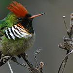 Великолепная кокетка / Lophornis magnificus
