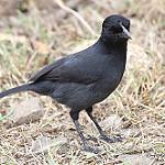 Траурный бубу / Laniarius funebris