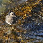 Бурунный песочник / Calidris virgata