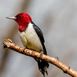 Красноголовый дятел / Melanerpes erythrocephalus