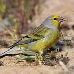 Корсиканский вьюрок / Carduelis corsicana