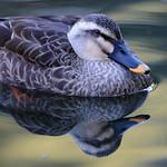 Eastern Spot-billed Duck / Anas zonorhyncha