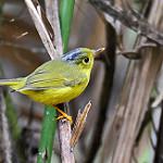 Alström's Warbler / Phylloscopus soror