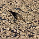 Горная термитница / Myrmecocichla monticola