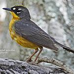 Веерохвостая корольковка / Basileuterus lachrymosus
