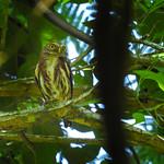 East Brazilian Pygmy Owl / Glaucidium minutissimum
