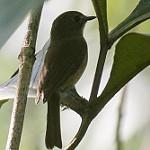 Pale-chinned Flycatcher / Cyornis poliogenys