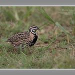 Rain Quail / Coturnix coromandelica