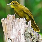 Yellow-bearded Greenbul / Criniger olivaceus