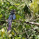 Большая ани / Crotophaga major