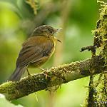 Bronze-olive Pygmy Tyrant / Pseudotriccus pelzelni