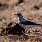 Ground Cuckooshrike / Coracina maxima