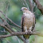 Jerdon's Baza / Aviceda jerdoni