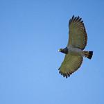 Barred Hawk / Morphnarchus princeps