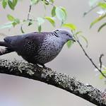 Speckled Wood Pigeon / Columba hodgsonii