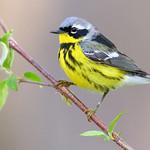 Magnolia Warbler / Setophaga magnolia