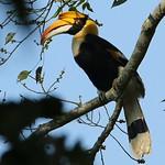 Двурогий калао, гомрай / Buceros bicornis