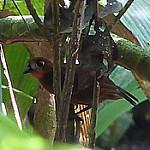 Pale-faced Bare-eye / Phlegopsis borbae