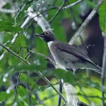 Dagua Thrush / Turdus daguae