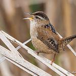 Marsh Wren / Cistothorus palustris