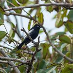 Белоплечая синица / Melaniparus guineensis