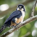 Black-thighed Falconet / Microhierax fringillarius