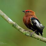 Club-winged Manakin / Machaeropterus deliciosus