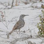 Cape Long-billed Lark / Certhilauda curvirostris