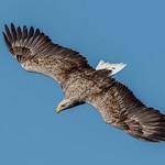 Орлан-белохвост / Haliaeetus albicilla