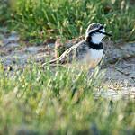 Madagascar Plover / Anarhynchus thoracicus
