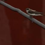 Pale Martin / Riparia diluta
