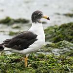 Belcher's Gull / Larus belcheri