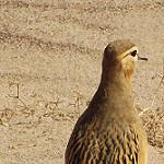 Tawny-throated Dotterel / Oreopholus ruficollis