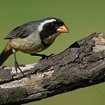 Золотоклювый сальтатор / Saltator aurantiirostris