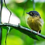 Белохохлый плоскоклюв / Platyrinchus platyrhynchos