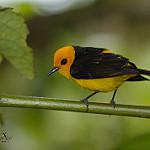 Black-and-yellow Tanager / Chrysothlypis chrysomelas