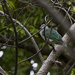 Понпейский фруктовый голубь / Ptilinopus ponapensis