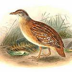 Buff-breasted Buttonquail / Turnix olivii