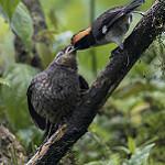 Белокрылая атлапета / Atlapetes leucopterus