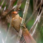 Рыжешапочная лесовка / Automolus rufipileatus