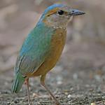 Blue-rumped Pitta / Hydrornis soror
