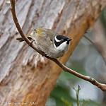 Strong-billed Honeyeater / Melithreptus validirostris