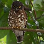 Бурая иглоногая сова / Ninox scutulata