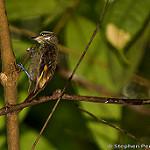 Рыжехвостая казарита / Anabacerthia ruficaudata