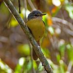 Appert's Tetraka / Xanthomixis apperti